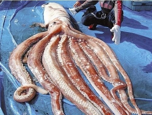 7.6미터 대왕 오징어 이거 먹을려면 몇일 걸릴까나ㅋㅋe.jpg